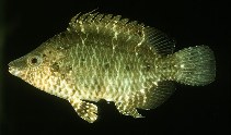 To FishBase images (<i>Pteragogus guttatus</i>, Palau, by Randall, J.E.)