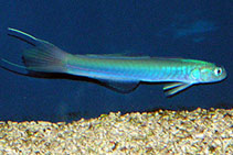 Image of Ptereleotris hanae (Blue hana goby)