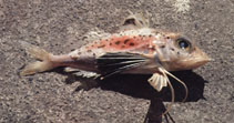To FishBase images (<i>Pterygotrigla hemisticta</i>, by Gloerfelt-Tarp, T.)