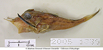 To FishBase images (<i>Pterygotrigla hoplites</i>, Philippines, by MNHN)