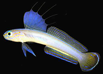 To FishBase images (<i>Ptereleotris kallista</i>, Philippines, by Suzuki, T.)