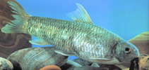 To FishBase images (<i>Ptychidio macrops</i>, by CAFS)