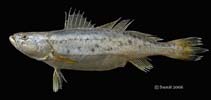 To FishBase images (<i>Pterotolithus maculatus</i>, India, by Sen, S.K.)