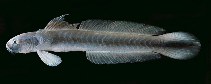 To FishBase images (<i>Ptereleotris melanopogon</i>, Marquesas Is., by Randall, J.E.)