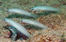 Image of Ptereleotris microlepis (Blue gudgeon)