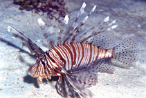 To FishBase images (<i>Pterois miles</i>, Egypt, by Patzner, R.)