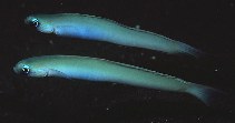 To FishBase images (<i>Ptereleotris monoptera</i>, Indonesia, by Randall, J.E.)