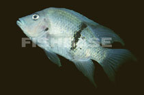 To FishBase images (<i>Ptychochromis oligacanthus</i>, by Artigas Azas, J.M.)