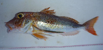 To FishBase images (<i>Pterygotrigla picta</i>, New Zealand, by Tindale, S.)