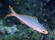 To FishBase images (<i>Pterocaesio pisang</i>, Fiji, by Adams, M.J.)