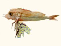 To FishBase images (<i>Pterygotrigla polyommata</i>, by CSIRO)
