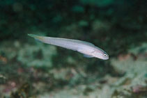 To FishBase images (<i>Ptereleotris randalli</i>, Brazil, by Luiz, Jr., O.)