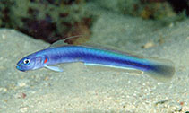Image of Ptereleotris rubristigma (Redspot dartfish)
