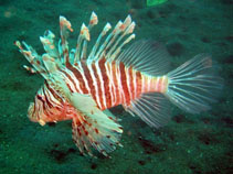 Image of Pterois russelii (Plaintail turkeyfish)