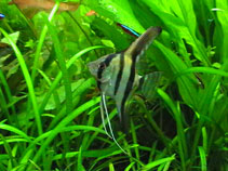 Image of Pterophyllum scalare (Freshwater angelfish)