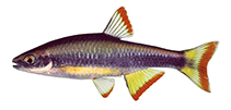 Image of Pteronotropis signipinnis (Flagfin shiner)