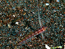 To FishBase images (<i>Pteropsaron springeri</i>, Philippines, by Ryanskiy, A.)