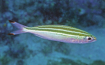 To FishBase images (<i>Pterocaesio trilineata</i>, Papua New Guinea, by Allen, G.R.)