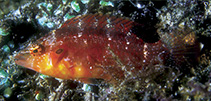 To FishBase images (<i>Pteragogus variabilis</i>, Mauritius, by Randall, J.E.)
