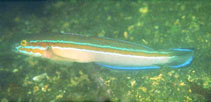 To FishBase images (<i>Pterogobius virgo</i>, Japan, by Uchino, K.)