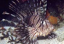To FishBase images (<i>Pterois volitans</i>, Indonesia, by Patzner, R.)