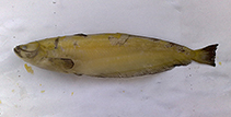 Image of Pterocryptis wynaadensis 