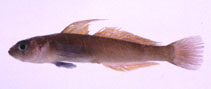 To FishBase images (<i>Pterogobius zonoleucus</i>, Japan, by Suzuki, T.)