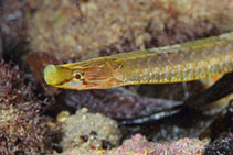 To FishBase images (<i>Pugnaso curtirostris</i>, Australia, by Groeneveld, R.)