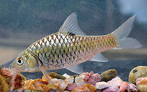Image of Puntius dorsalis (Long snouted barb)