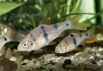 Image of Barbodes everetti (Clown barb)