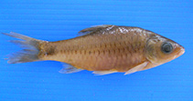 Image of Puntius madhusoodani 