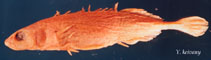 Image of Pungitius tymensis (Sakhalin stickleback)