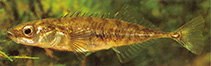 To FishBase images (<i>Pungitius pungitius</i>, Germany, by Hartl, A.)