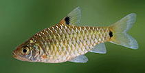To FishBase images (<i>Puntius vittatus</i>, Sri Lanka, by Ramani Shirantha)