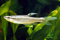 To FishBase images (<i>Pyrrhulina eleanorae</i>, by Hippocampus-Bildarchiv)
