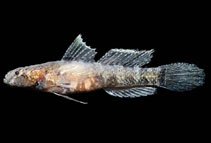 To FishBase images (<i>Pycnomma semisquamatum</i>, Mexico, by Allen, G.R.)