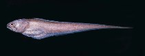 To FishBase images (<i>Pyramodon ventralis</i>, Hawaii, by Randall, J.E.)