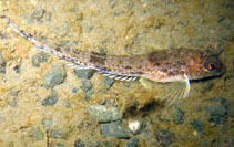 To FishBase images (<i>Radulinus asprellus</i>, USA, by Nichols, J.)