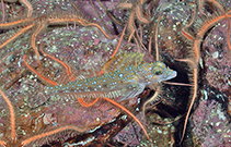 To FishBase images (<i>Radulinus boleoides</i>, USA, by Butler, J.)