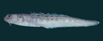 Image of Raneya brasiliensis (Banded cusk eel)