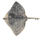 To FishBase images (<i>Raja chinensis</i>, by Yang, N.-S.)