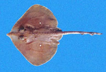 To FishBase images (<i>Raja cortezensis</i>, Panama, by Robertson, R.)