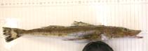 To FishBase images (<i>Ratabulus diversidens</i>, by Dijkstra, K.)