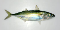 Image of Rastrelliger faughni (Island mackerel)