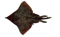 To FishBase images (<i>Raja flavirostris</i>, by INIDEP)
