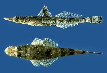 To FishBase images (<i>Ratabulus megacephalus</i>, Hong Kong, by Cornish, A.)