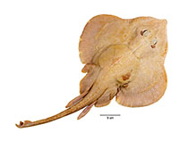 To FishBase images (<i>Rajella paucispinosa</i>, Mozambique, by Weigmann, S.)