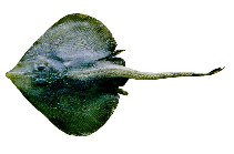 To FishBase images (<i>Raja purpuriventralis</i>, Suriname, by JAMARC)