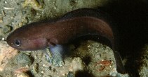To FishBase images (<i>Raniceps raninus</i>, Norway, by Svensen, R.)