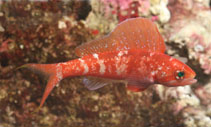 To FishBase images (<i>Rabaulichthys squirei</i>, Australia, by Walsh, F.)
